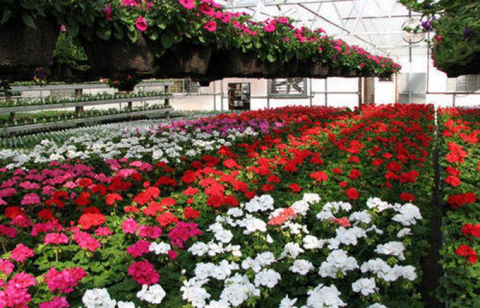 Floriculture Projects